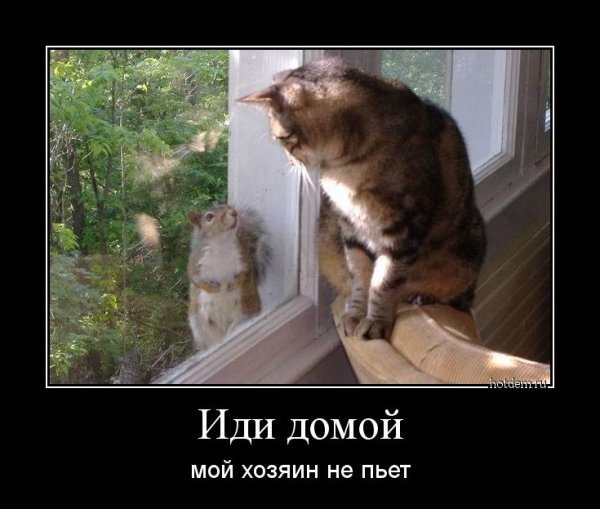 Кот пришел домой
