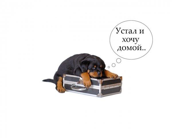 Хочется домой