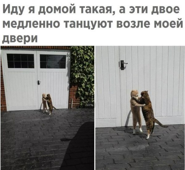 Иду домой картинки прикольные
