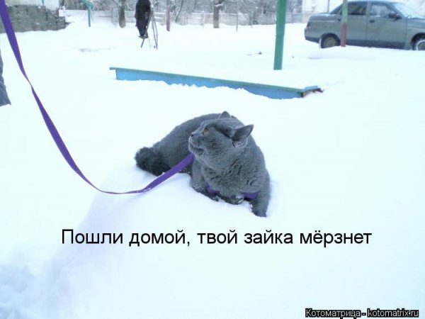 Дом, который пошел