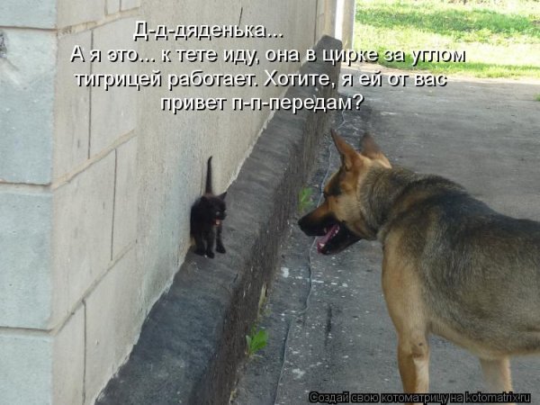 Домой прикольные
