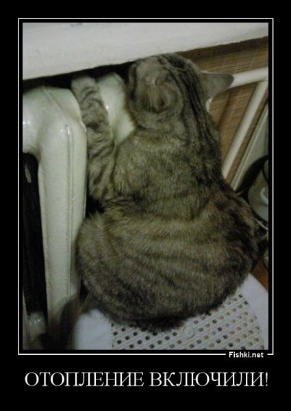 Котик мерзнет