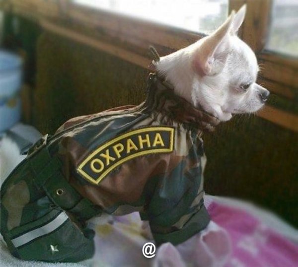 Охрана прикол