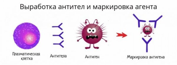 Антитела образуют лимфоциты