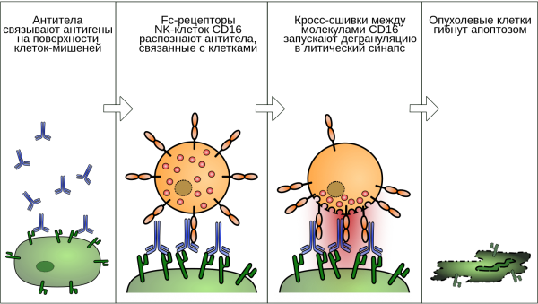 Antibody dependent Cellular cytotoxicity