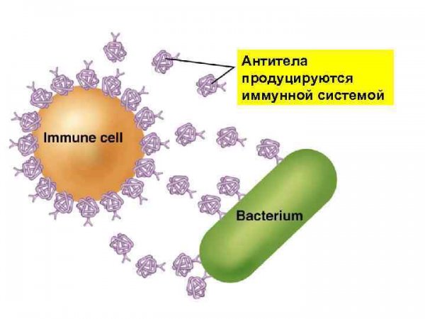 Иммунитет антигены и антитела