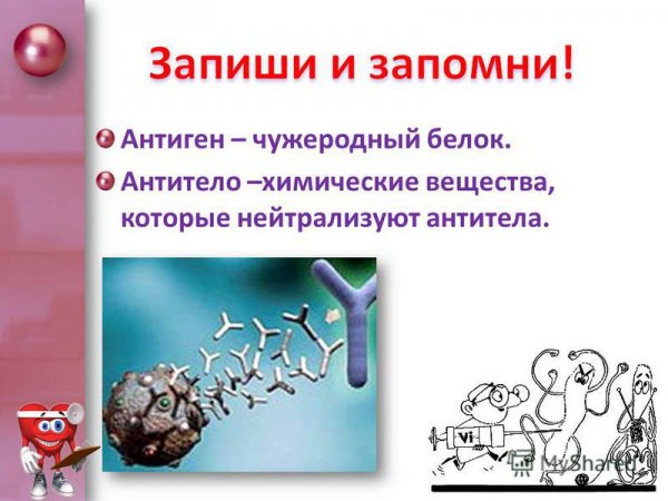 Антиген чужеродный белок