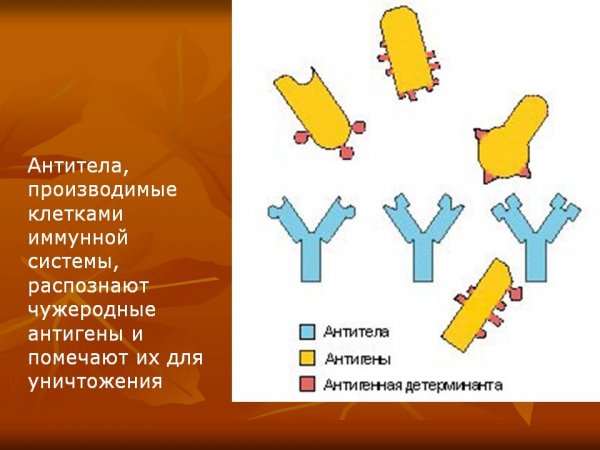 Иммунитет антигены и антитела