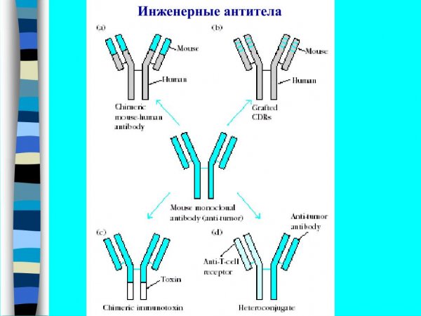 Конъюгированные антитела
