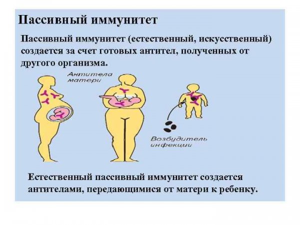 Пассивный иммунитет