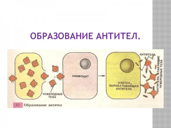 Схема образования антител