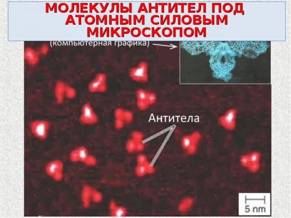 Структура антител микробиология