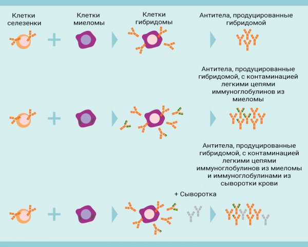 Гибридомы и моноклональные антитела