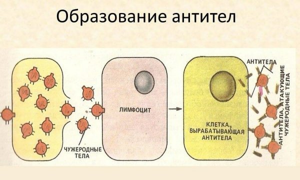 Механизм образования антител