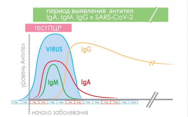Антитела IGG И IGM что это