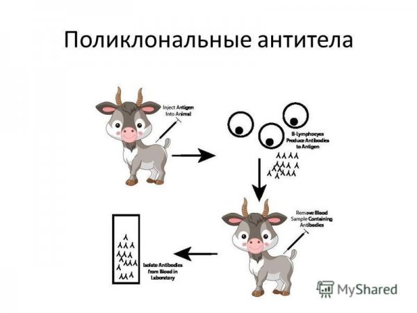 Поликлональные и моноклональные антитела
