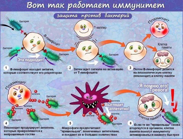 Иммунитет против вирусов