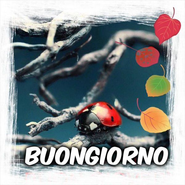 Buongiorno открытки прикольные