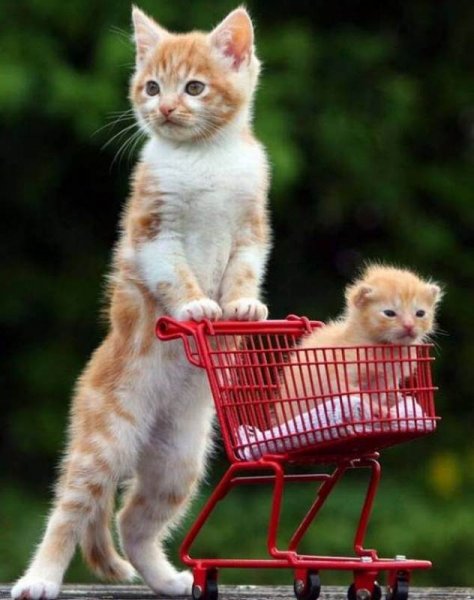 Смешные котята