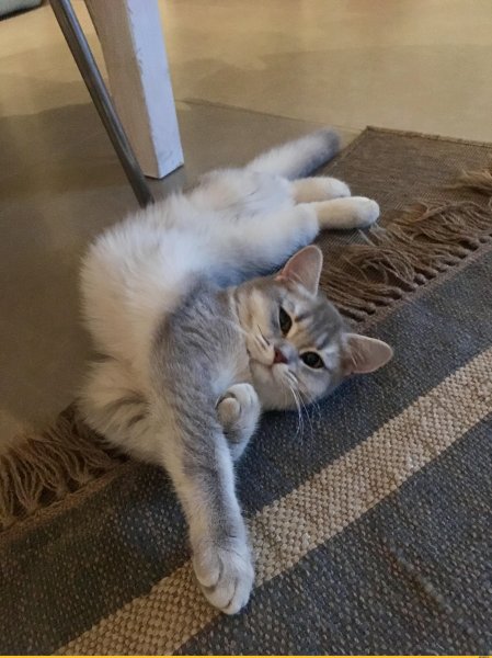 Прикольный кот