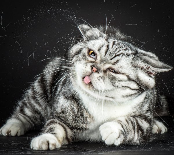 Кот чихает