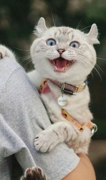 Смешной кот