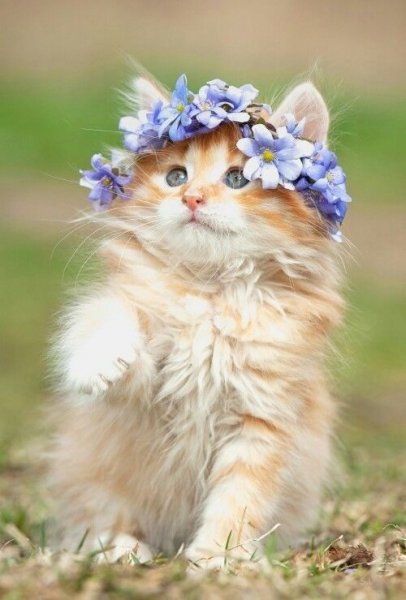 Котенок с цветочком