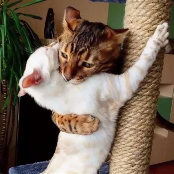 Прикольные кошки