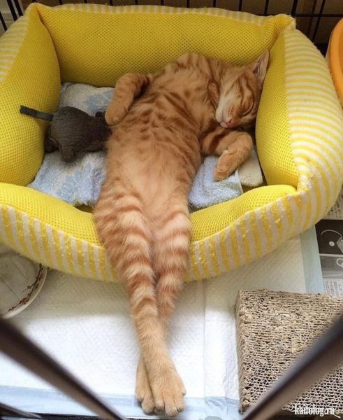 Спящие коты смешные