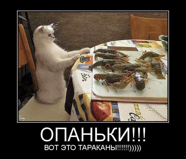 Демотиватор тараканы в голове
