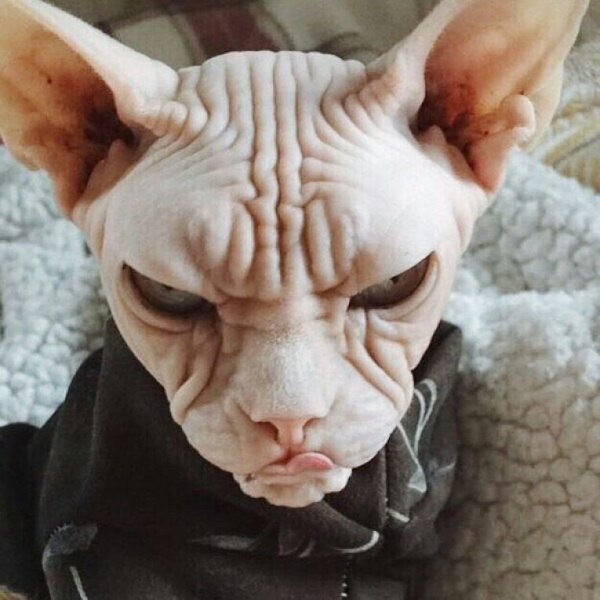 Злой сфинкс