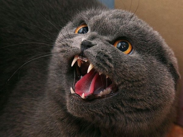 Шотландская вислоухая кошка злая