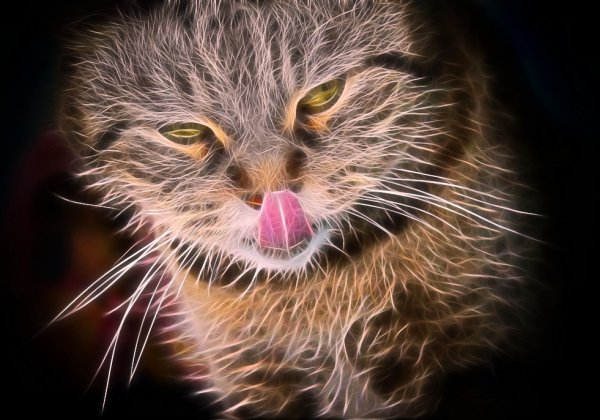 Дразнилка для кота