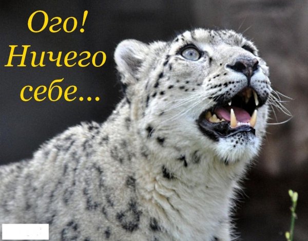 Прикольные картинки "ого!" (50 фото)