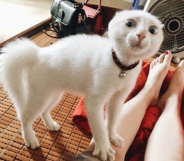 Котики для поднятия настроения