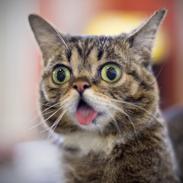 Смешной удивленный кот