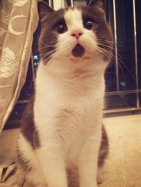 Удивленный кот