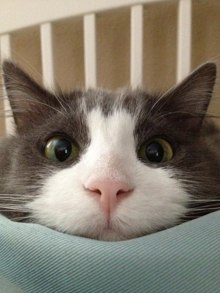 Кот Мем