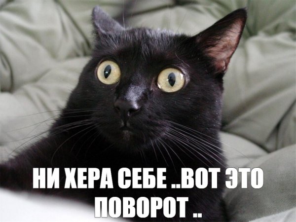 Кот Мем