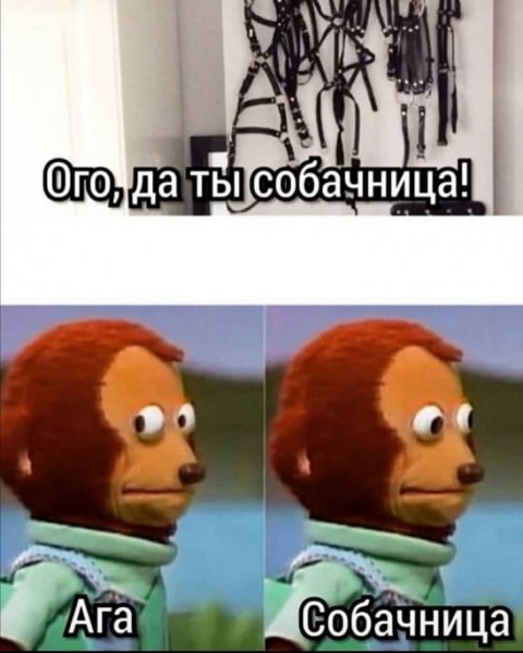 А ты собачница
