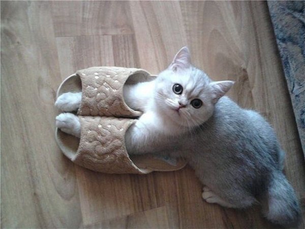 Котик с тапочками