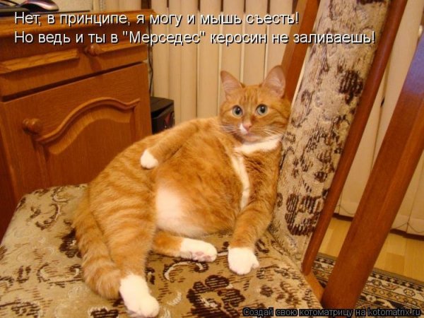 Шутки про котов