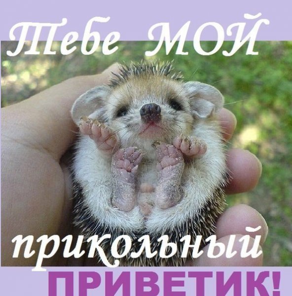Веселые открытки привет