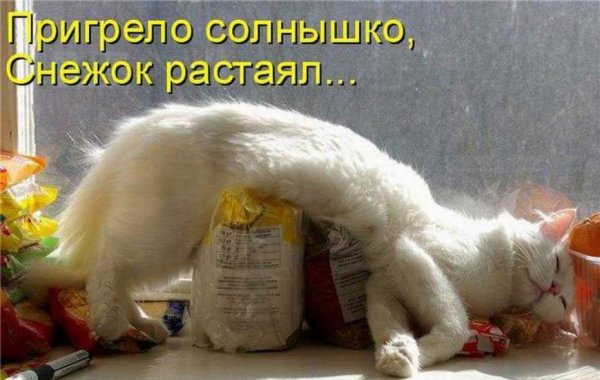 Открытки с животными смешные с надписями бесплатно