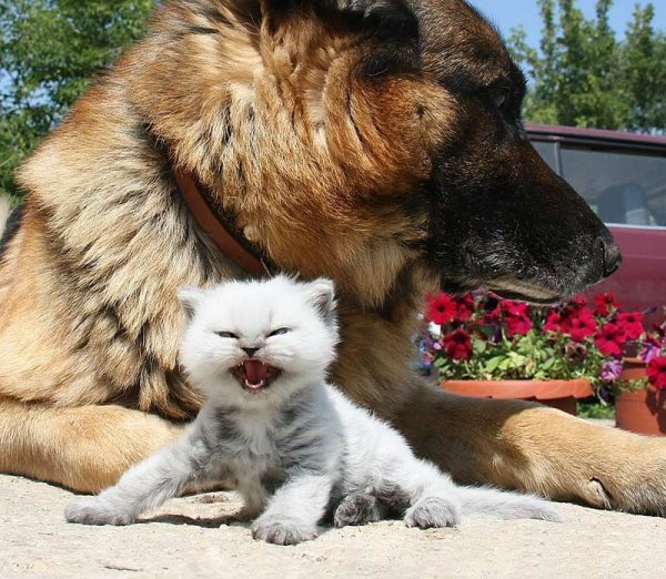 Кошки и собаки юмор