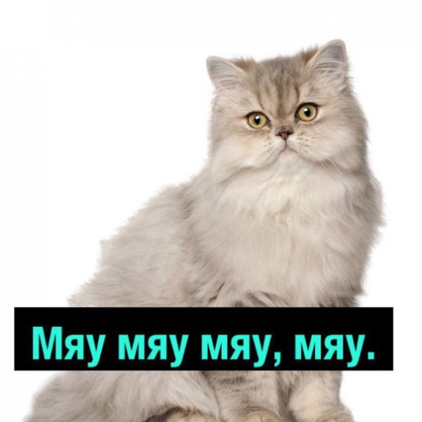 Мяу мяу мяу мяу