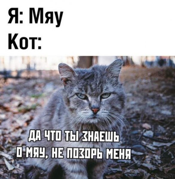 Мяу мяу прикол