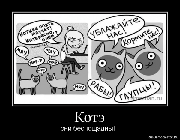 О чем думают коты