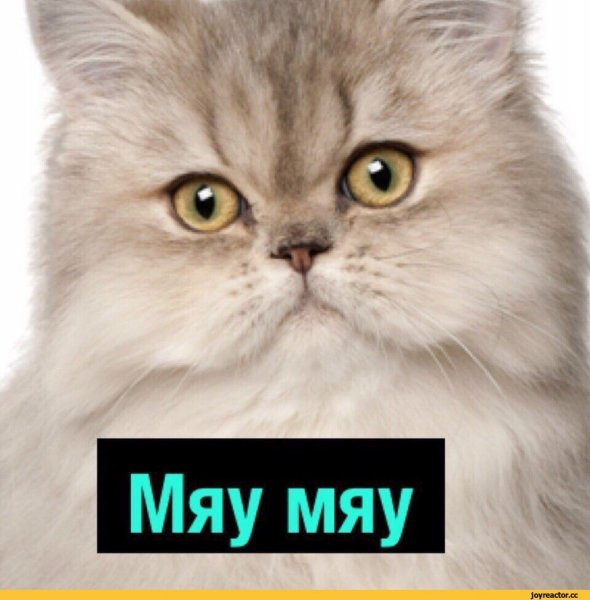 Котик мяу