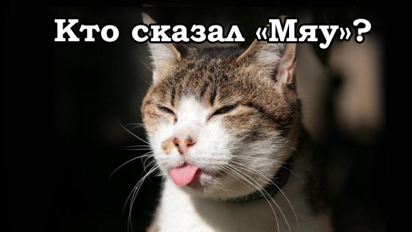 Смешной мяу